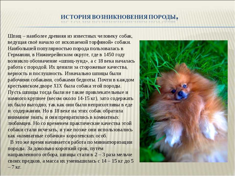 Померанский мини шпиц: описание породы и фото собак