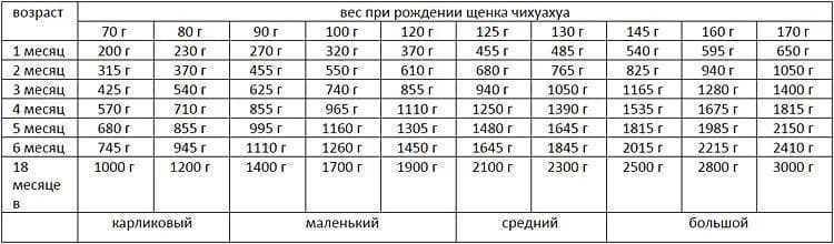 Вес чихуахуа, таблица - фото и видео щенков по месяцам с 1 по 12.