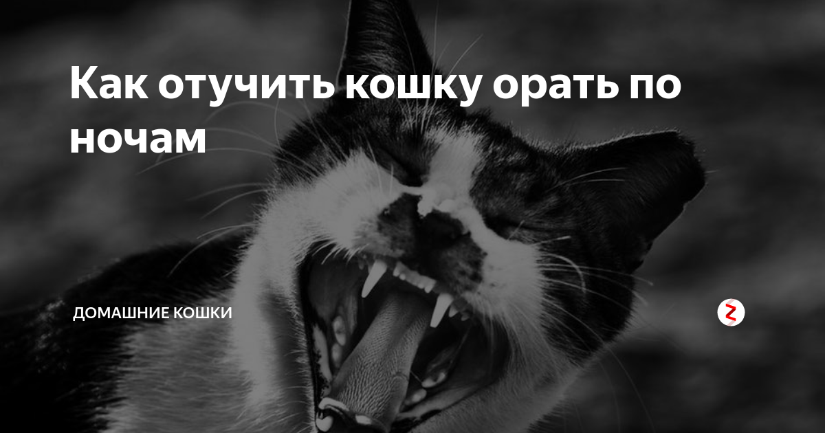 Узнайте больше о том почему кот носится по квартире как ненормальный Методы решения и причины