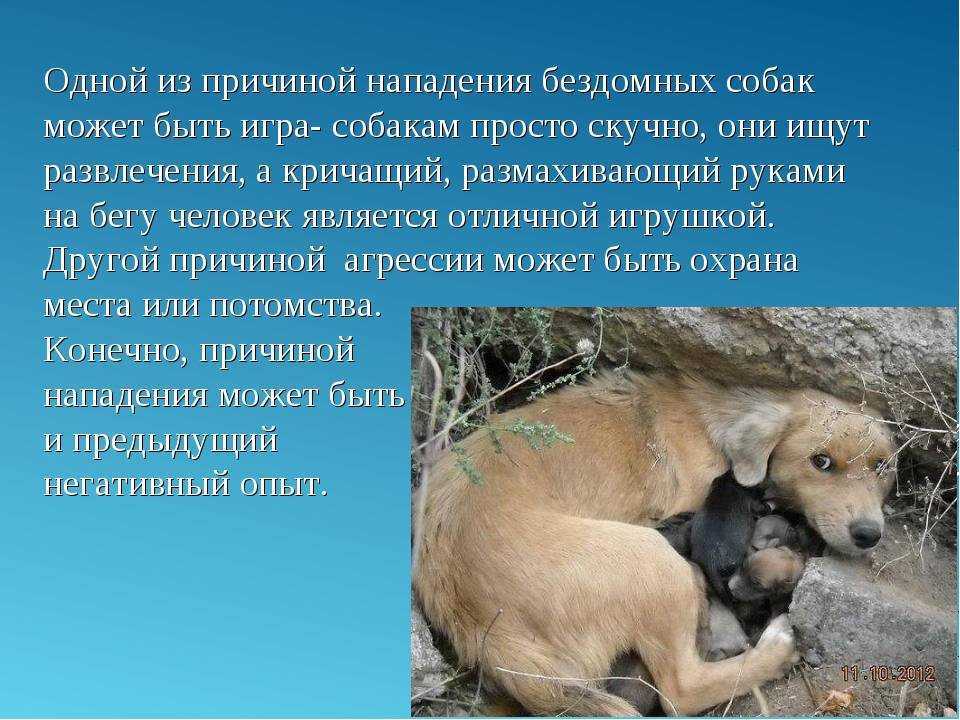 Как побороть страх собаки перед чужими людьми и местностью?