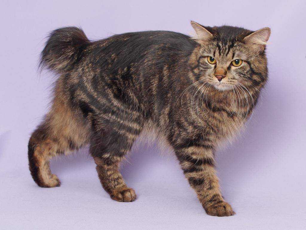 Порода кошек американский бобтейл: описание и характер