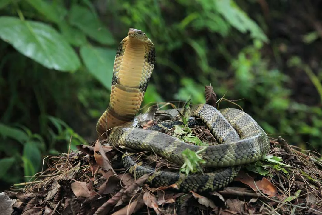 Королевская змея:описание,размножение,фото,яд,поведение