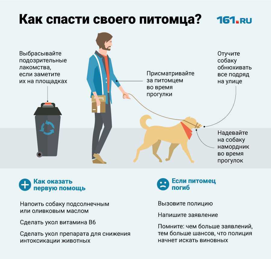 Как правильно перевезти кошку в автомобиле на дальнее расстояние без переноски