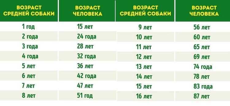 Сколько живут чихуахуа - средняя продолжительность жизни, уход за старой чихуашкой