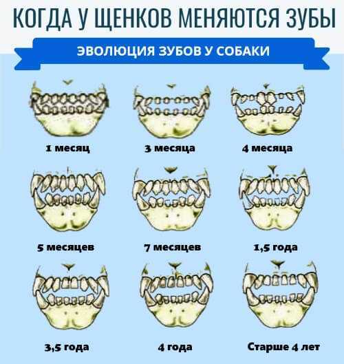 Когда у собак меняются зубы, во сколько месяцев, схема смены