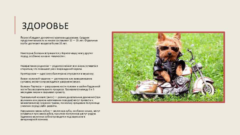 Йоркширский терьер - описание породы, характер и уход (фото)
