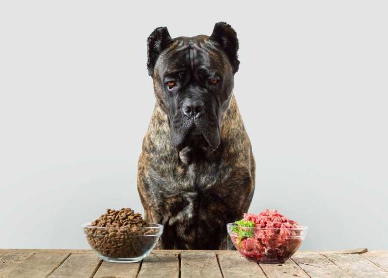 Порода собак кане-корсо. характер и тренировки кане корсо. правильный уход и питание