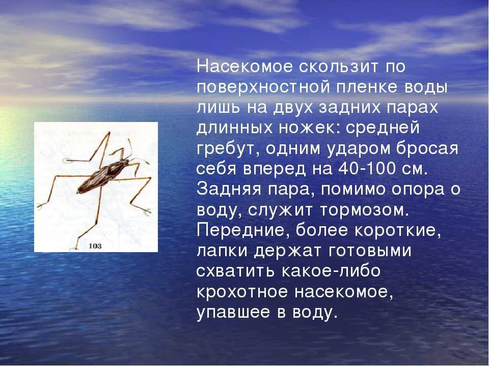 Клоп водомерка: описание, фото, чем полезен и опасен