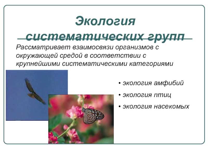 Экоканнибализм и съедобные насекомые: чем ученые предлагают заменить животноводство