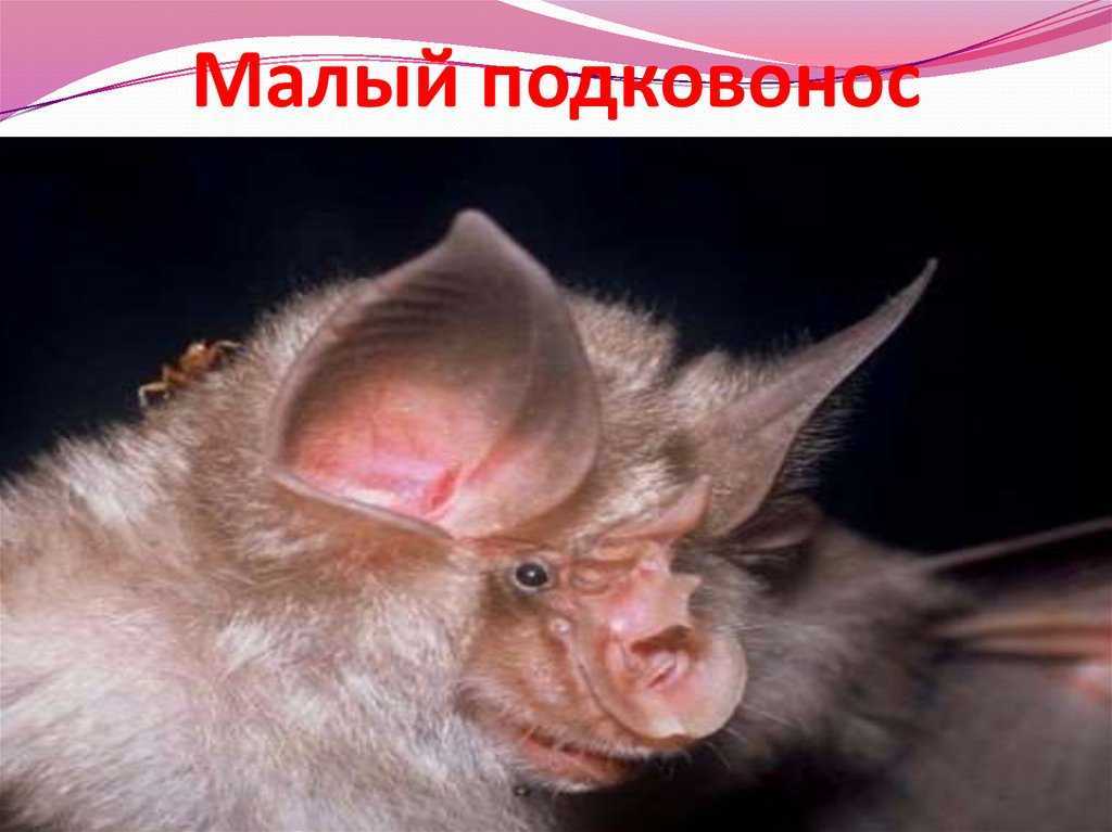 Животный мир кавказа – список, характеристика и фото