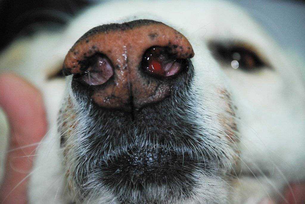 Простуда у собак: учащенное дыхание, собака часто дышит с открытым ртом и трясется, насморк, сопли