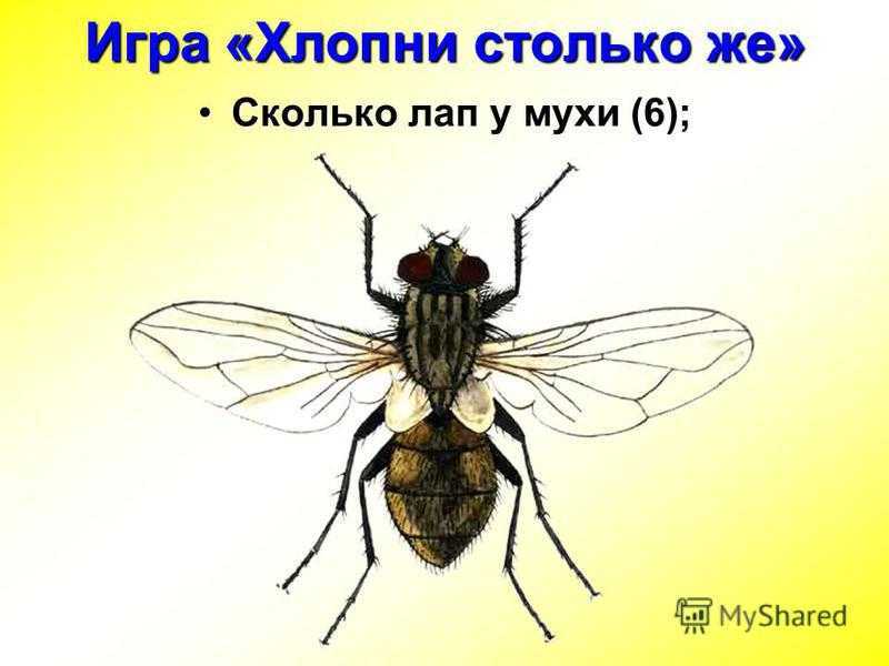 Сколько живёт муха обыкновенная в квартире? её строение и особенности размножения.