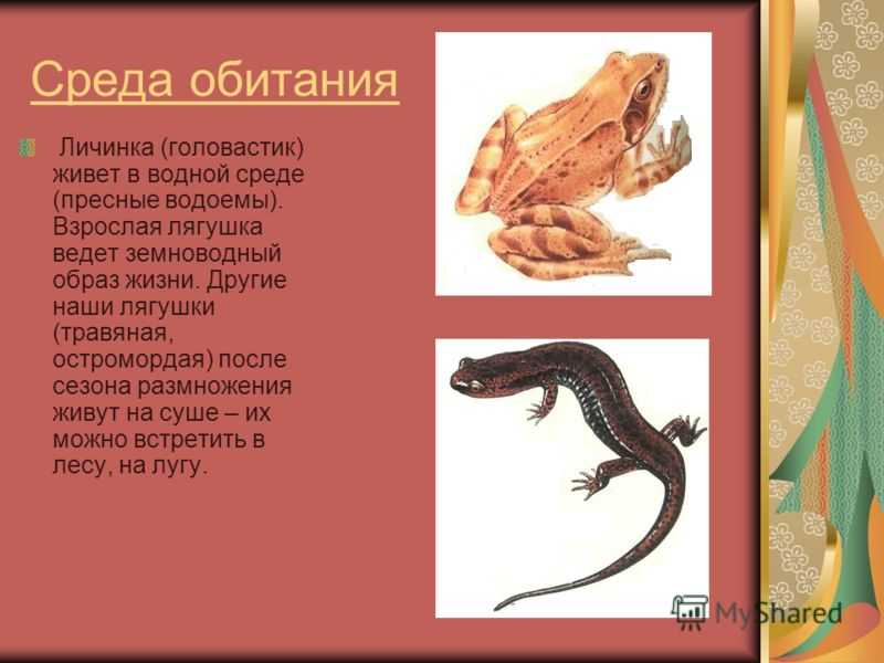 Лягушка – современник человека и динозавра