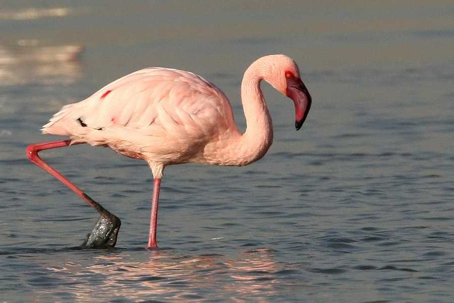 Где обитает птица розовый фламинго: лучше один раз увидеть