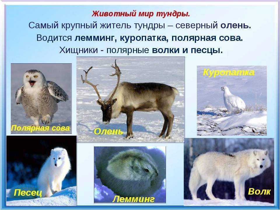 Экологические проблемы тундры и пути их решения