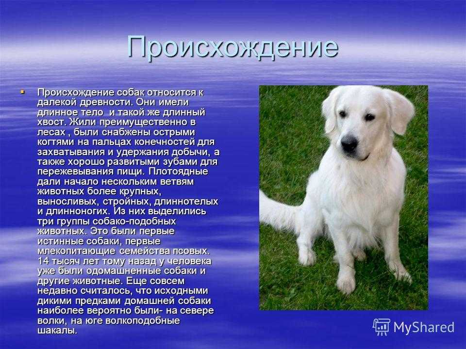 Питомник самоедов - стандарт породы самоедская собака