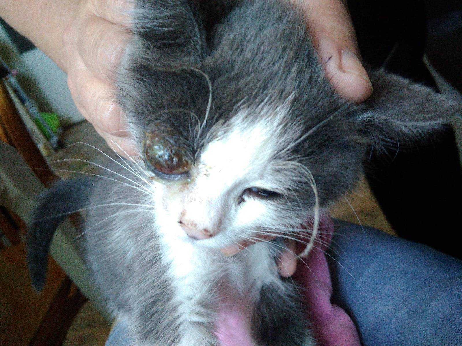 Зачем коту усы, почему у котенка ломаются и выпадают усы, что будет, если кошке обрезать усы, отрастают ли они