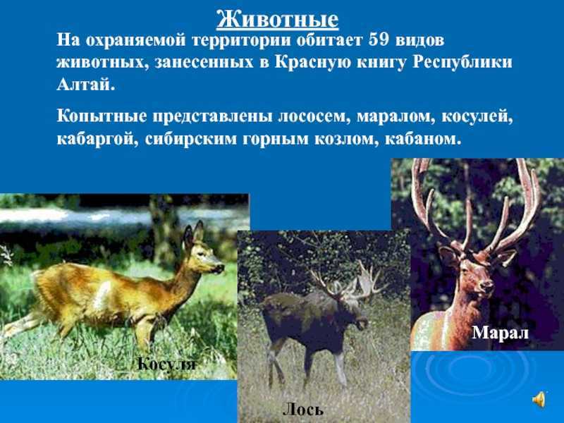 Горный алтай - золотые горы алтая - колыбель природы