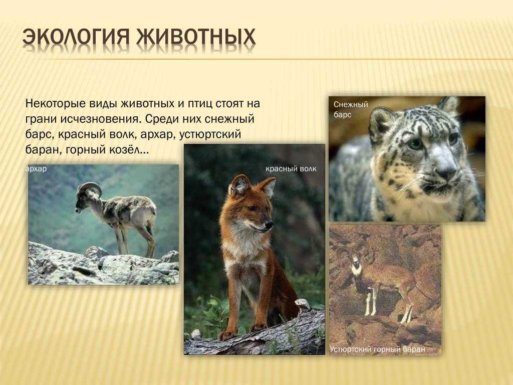 Учебно-исследовательская работа: "экология и поведение лесных муравьёв"