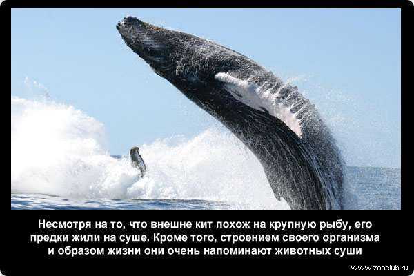 Проектно-исследовательская работа «белый кит – белуха»