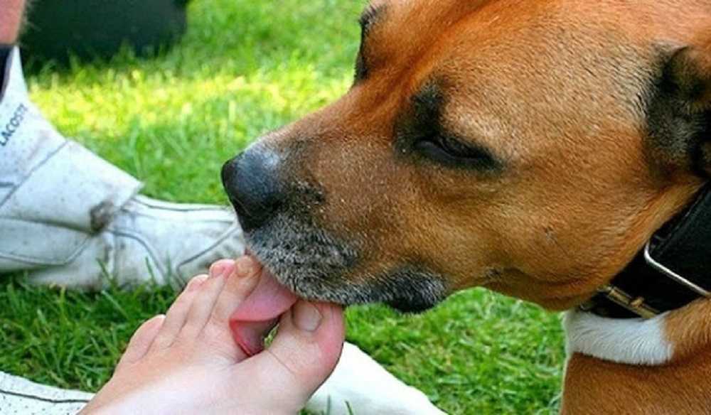 5 причин почему собака лижет лицо хозяина