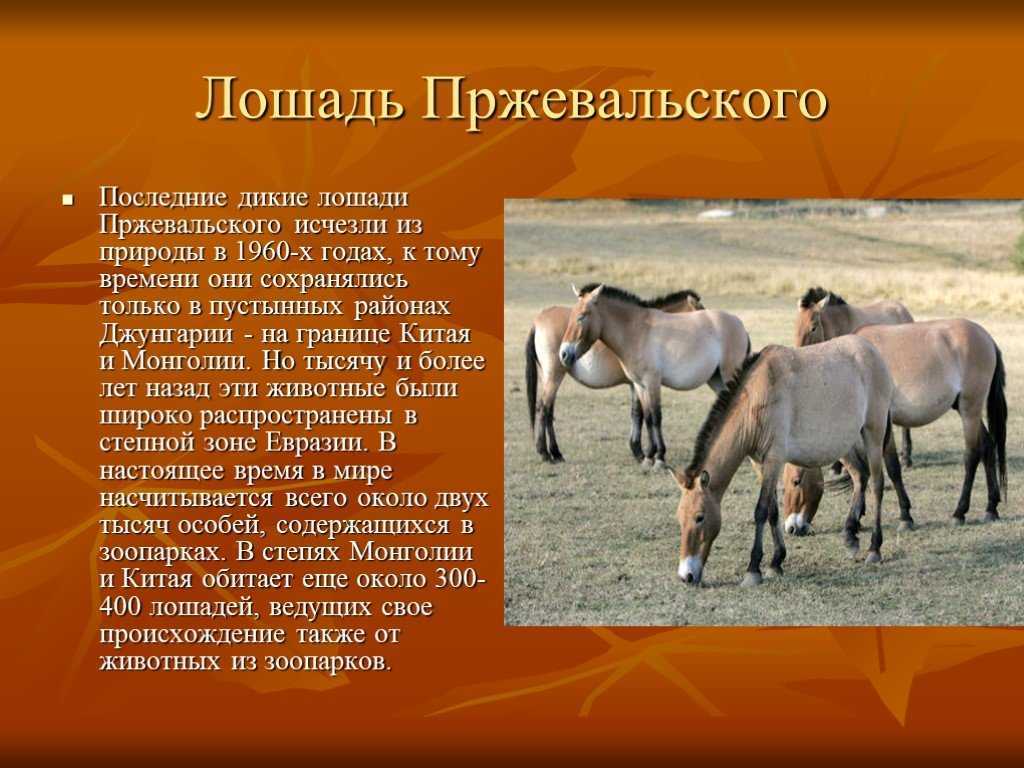 Животные и растения красной книги россии: виды, птицы, топ-20 названий животных и растений с описанием + 100 фото