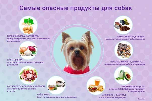 Какие лакомства давать собаке? советуют специалисты!