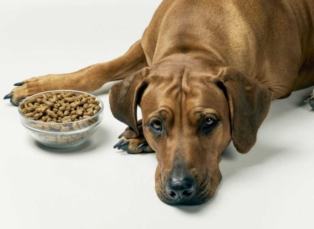 Щенок мало ест: причины плохого аппетита | dogkind.ru