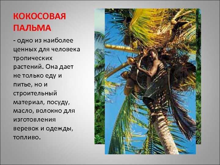 Определитель южных цветов по фото: что растет и цветет на юге?