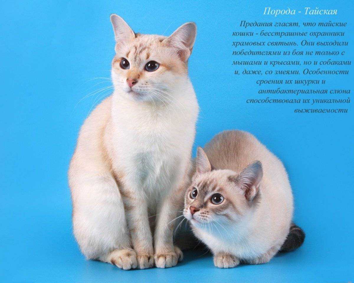 Список самых добрых пород кошек с характеристиками и описанием