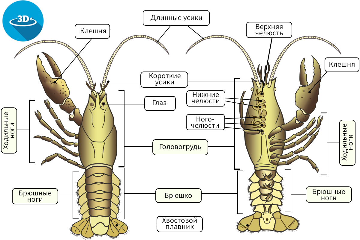 Класс ракообразные -размножение, кровеносная система, значение