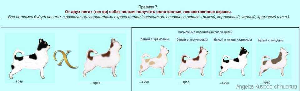 Вязка французского бульдога – беременность по дням, роды