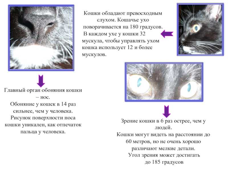 Какой должен быть нос у здоровой кошки: особенности