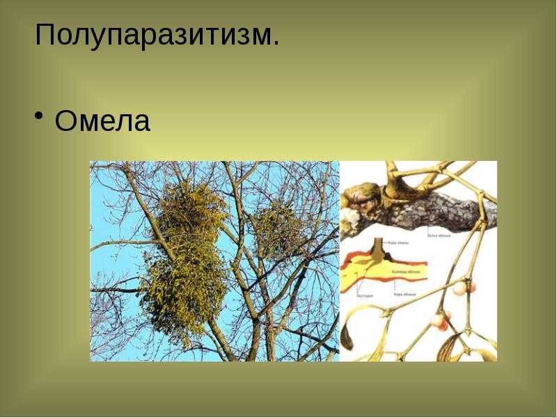 Растения-паразиты: примеры с фото и описанием