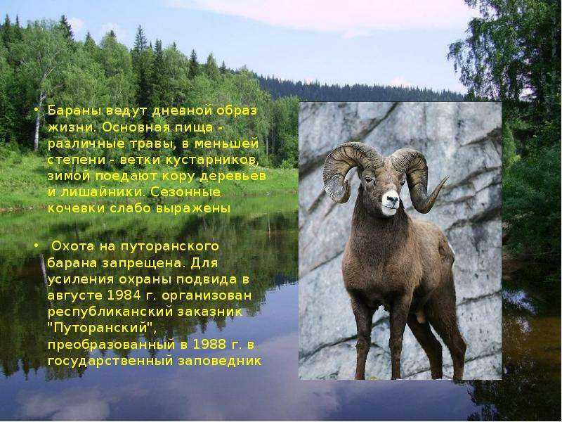 Снежный баран (толсторог, чубук) - фото и описание, красная книга, где обитает и как выглядит