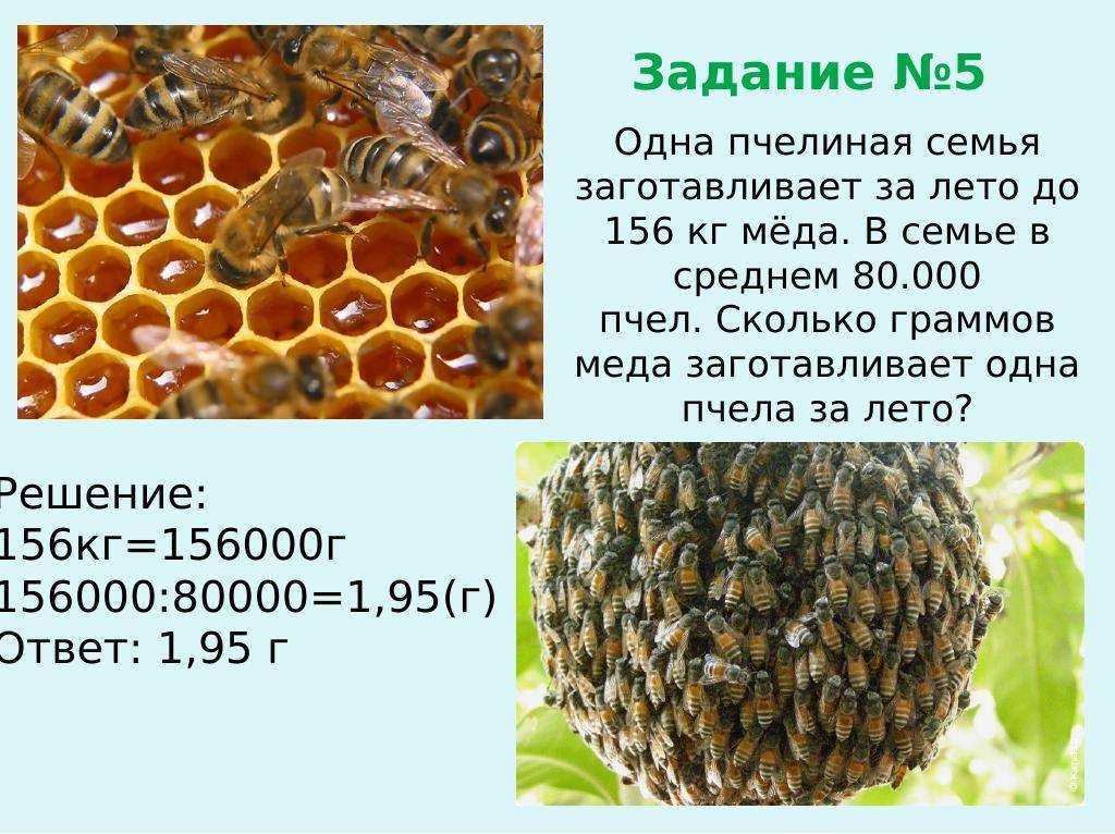 Сила пчелиной семьи. 500 советов пчеловоду