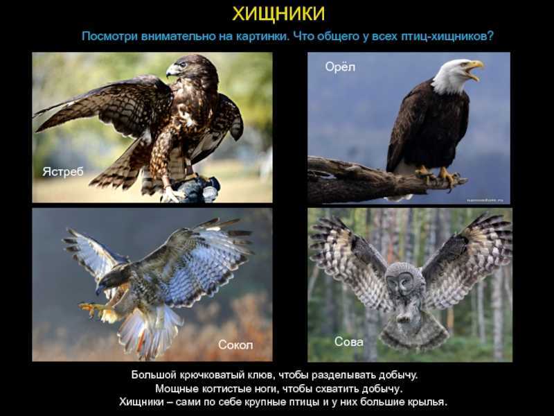 ✅ у кого из животных самое лучшее зрение - niggaslife.ru
