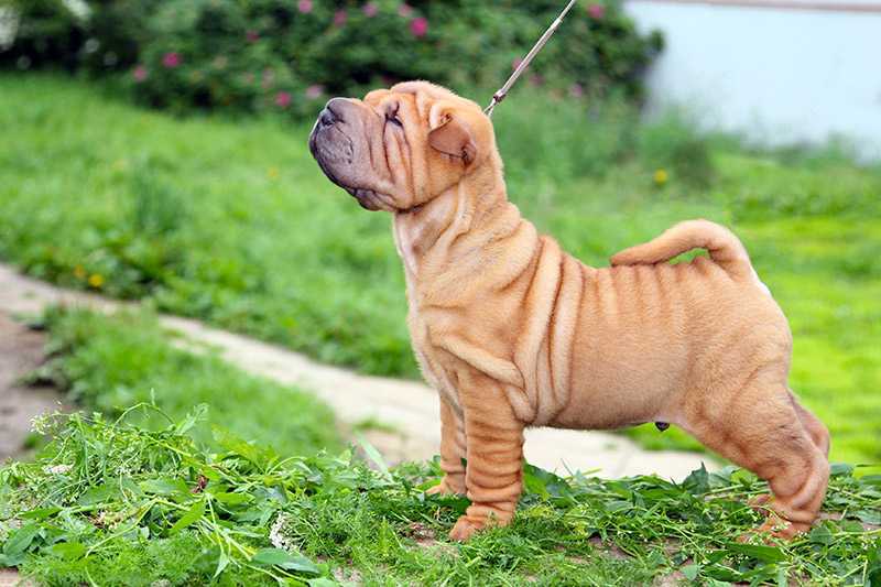 Шарпей: описание породы с фото — pet-mir.ru