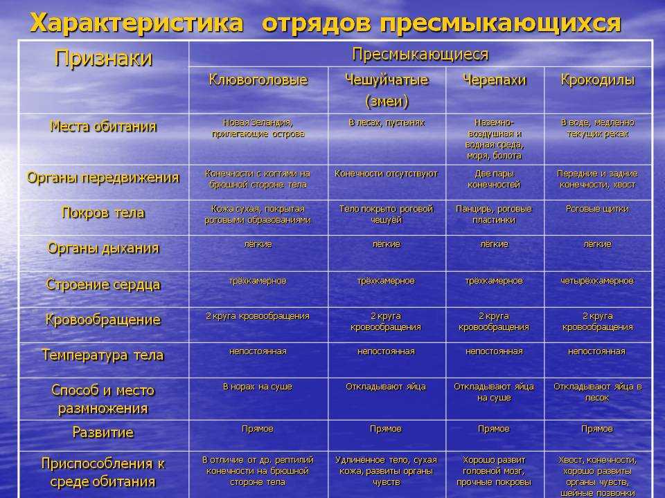 Как выглядит сердце рыбы. строение сердца у рыб и его особенности, сколько в нем камер