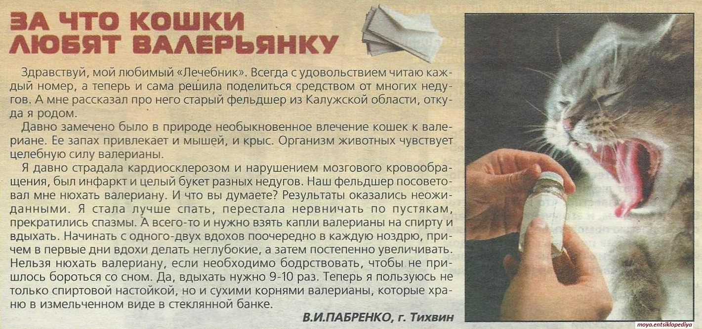 Кошка лижет руки своим хозяевам: размышляем об основных причинах