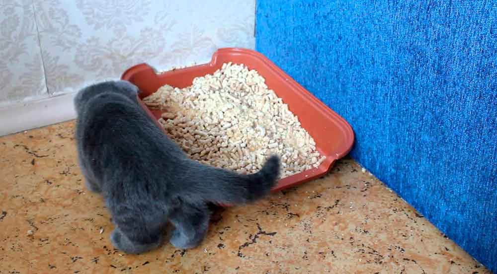 Почему кот ест землю на улице или из цветочного горшка, лижет песок, что делать?