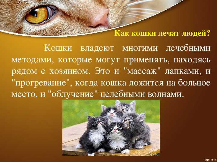 Фелинотерапия: как кошки лечат людей?