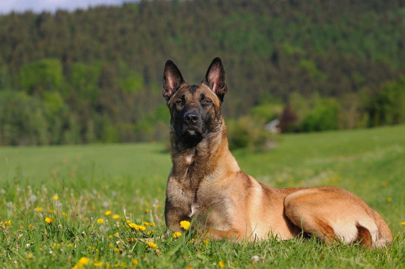 Бельгийская овчарка (англ. belgian sheepdog) - все 4 типа породы, с фото и описанием