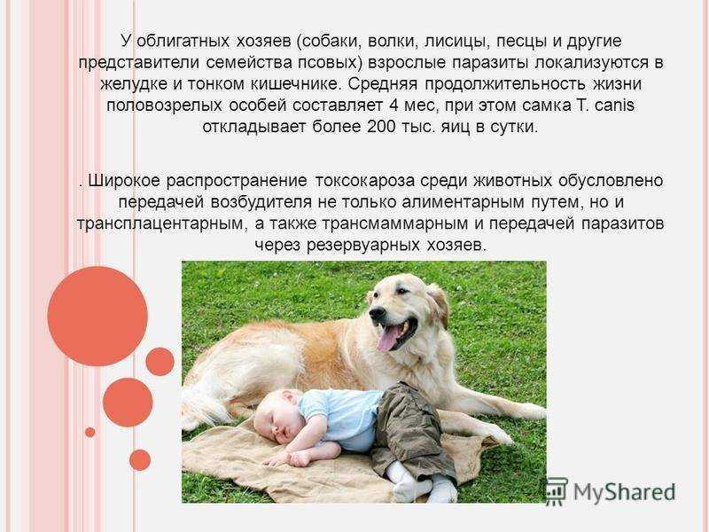 Сколько живут чихуахуа в домашних условиях?