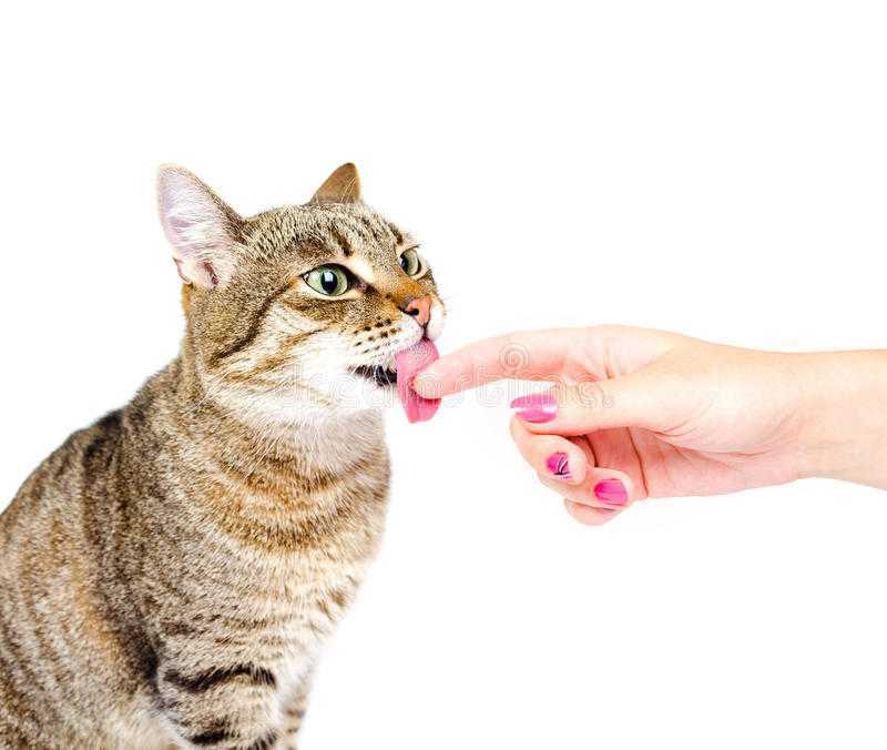 Почему кошка вылизывает человека