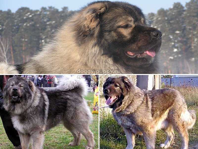 Охранные собаки: топ-10 пород для охраны дома – pet-mir.ru