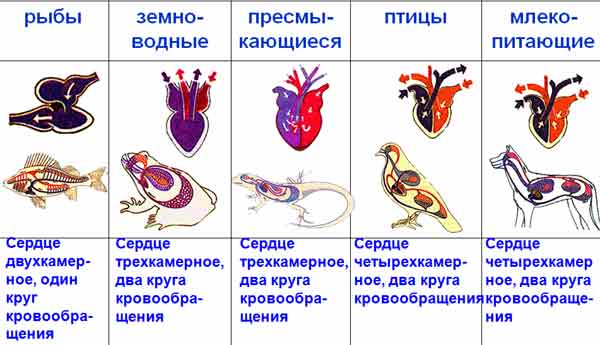 Беспозвоночные - характеристика и классификация