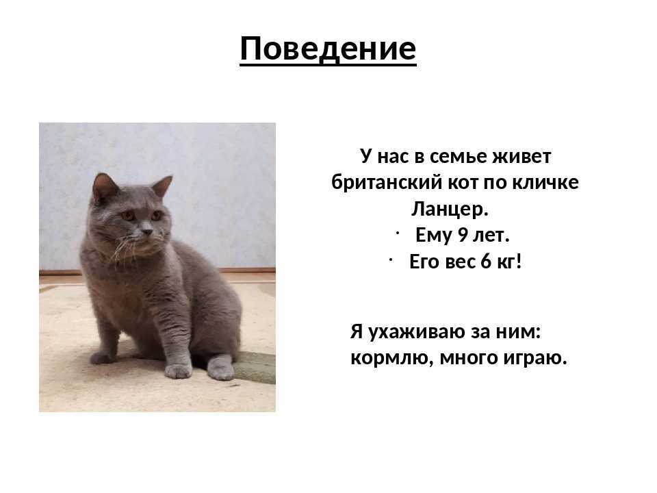 Самые красивые имена для кошек-девочек: 10 лёгких современных кличек для серых русских, сиамских, британских, шотландских вислоухих, чёрных, трехцветных пород