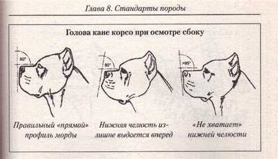 Кане корсо щенки (фото): преданные питомцы и надежные охранники