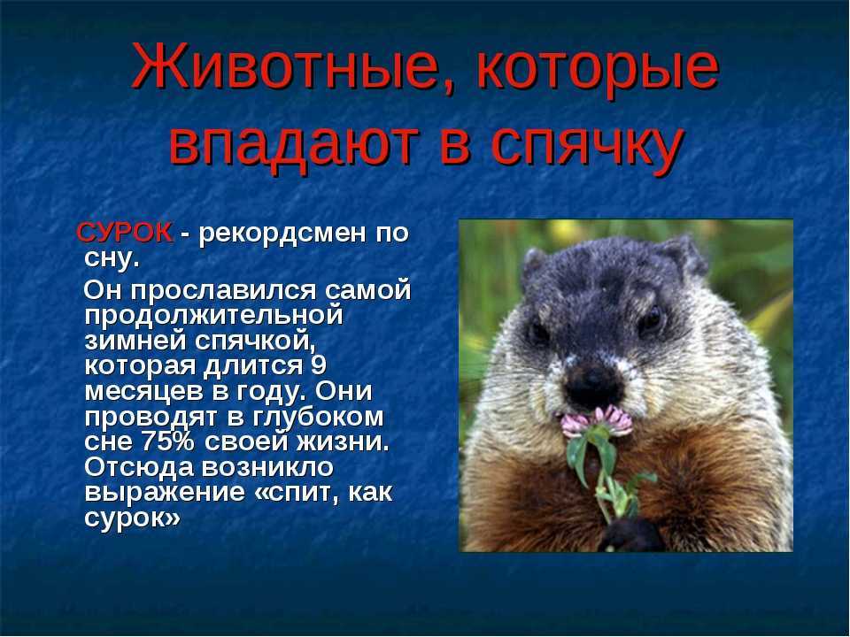 какие животные впадают в спячку Что такое спячка, причины гибернации, классификация видов спячек Какие лесные животные впадают в спячку зимой и какие впадают в летнюю спячку
